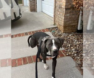 American Staffordshire Terrier-Unknown Mix Dogs for adoption in Minneapolis, MN, USA