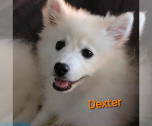 American Eskimo Dog Dogs for adoption in Glen Haven, WI, USA