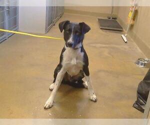 Border Collie-Unknown Mix Dogs for adoption in Sacramento, CA, USA