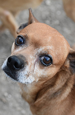 Chihuahua-Unknown Mix Dogs for adoption in Jarrell, TX, USA