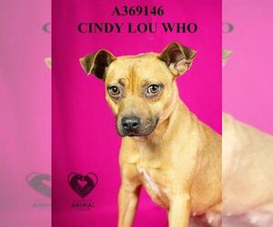 Chihuahua Dogs for adoption in Stockton, CA, USA