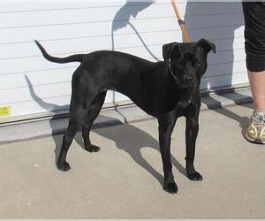 American Pit Bull Terrier Dogs for adoption in Louisville, KY, USA