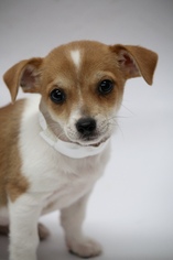 Rat-Cha Dogs for adoption in Phoenix , AZ, USA