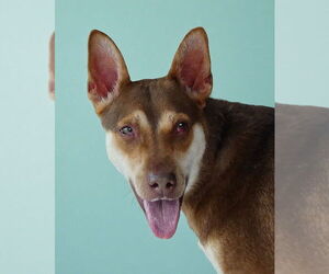 Doberman Pinscher Dogs for adoption in Pasadena, CA, USA