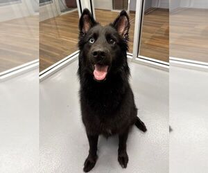 Mutt Dogs for adoption in Hilton Head, SC, USA