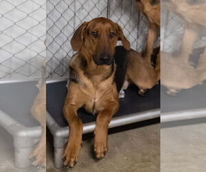 Doberman Pinscher-German Shepherd Dog Mix Dogs for adoption in Frenchburg, KY, USA