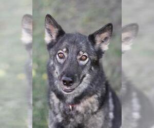 German Shepherd Dog-Norwegian Elkhound Mix Dogs for adoption in Fresno, CA, USA