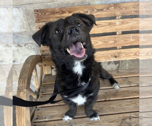 Colonial Cocker Spaniel Dogs for adoption in Chico, CA, USA