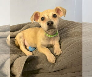 Mutt Dogs for adoption in Cliffwood, NJ, USA