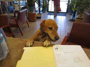 Shepradors Dogs for adoption in Ocala, FL, USA