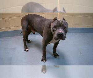 Mutt Dogs for adoption in Tulsa, OK, USA