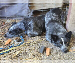Mutt Dogs for adoption in Paso Robles, CA, USA