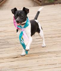 Jack-Rat Terrier Dogs for adoption in Greenville, SC, USA