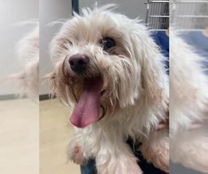 Maltese Dogs for adoption in Lacombe, LA, USA