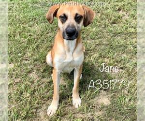 Black and Tan Coonhound Dogs for adoption in Conroe, TX, USA