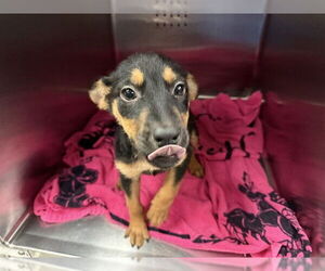 German Shepherd Dog-Unknown Mix Dogs for adoption in Rancho Cucamonga, CA, USA