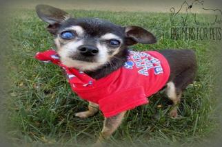 Medium Photo #1 Chihuahua Puppy For Sale in Troy, IL, USA