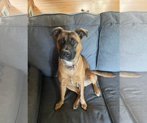 Mutt Dogs for adoption in Germantown, OH, USA