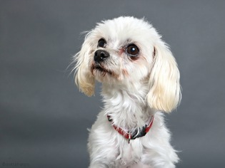 Maltese Dogs for adoption in Eden Prairie, MN, USA