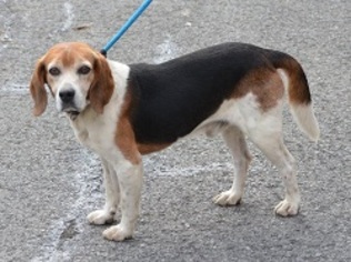 Beagle Dogs for adoption in Harrisburg, PA, USA