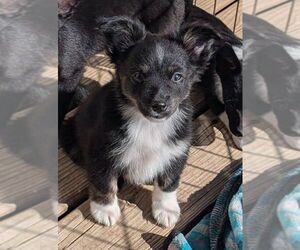 Australian Shepherd-Rat Terrier Mix Dogs for adoption in Des Moines, IA, USA