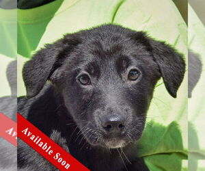 German Shepherd Dog-Unknown Mix Dogs for adoption in Huntley, IL, USA