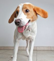 Small Brittany-Collie Mix