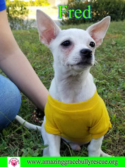 Chihuahua-Unknown Mix Dogs for adoption in Pensacola, FL, USA