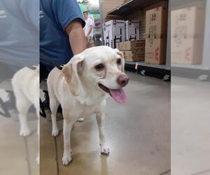 Bocker Dogs for adoption in Melrose, FL, USA