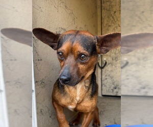 Chihuahua Dogs for adoption in Chula Vista, CA, USA