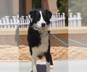 Small Border Collie