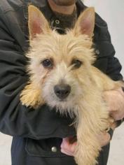 Cairn Terrier Dogs for adoption in Warwick, RI, USA