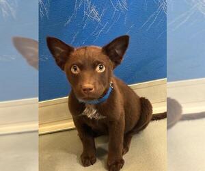 Labrador Retriever-Unknown Mix Dogs for adoption in Visalia, CA, USA