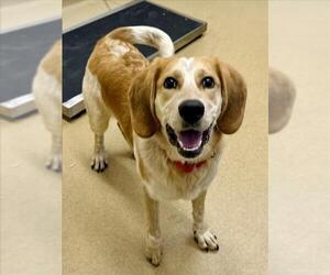 Labbe Dogs for adoption in Derwood, MD, USA