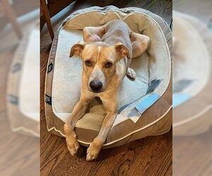 Labrador Retriever-Unknown Mix Dogs for adoption in New York, NY, USA