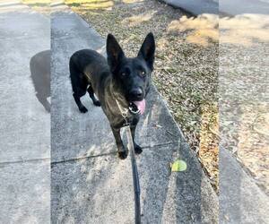 German Shepherd Dog Dogs for adoption in Plantation, FL, USA