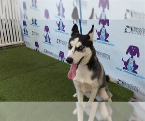 Siberian Husky Dogs for adoption in Orlando, FL, USA