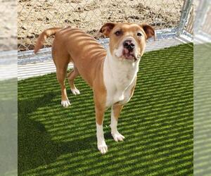 Boxador Dogs for adoption in Raytown, MO, USA