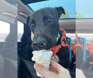 Labrador Retriever-Unknown Mix Dogs for adoption in Rowlett, TX, USA