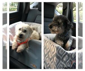 Lhasa-Poo Dogs for adoption in Jacksonville, FL, USA