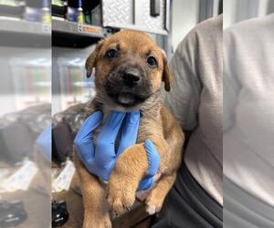 German Shepherd Dog-Unknown Mix Dogs for adoption in Tallahassee, FL, USA