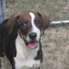 Beagle-Unknown Mix Dogs for adoption in Pawtucket, RI, USA