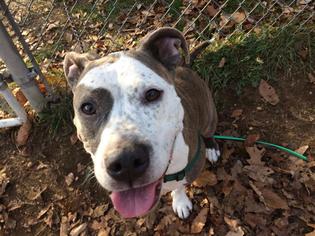American Staffordshire Terrier Dogs for adoption in Sayreville, NJ, NJ, USA