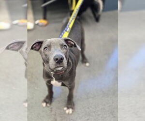 American Pit Bull Terrier-Unknown Mix Dogs for adoption in Minneapolis, MN, USA