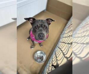 Mutt Dogs for adoption in Chula Vista, CA, USA