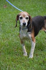 Beagle Dogs for adoption in Brighton, TN, USA