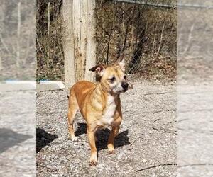 Chihuahua Dogs for adoption in Rutledge, TN, USA