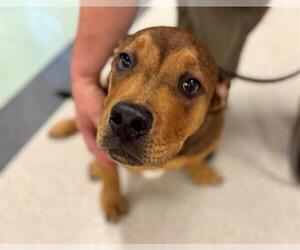 American Pit Bull Terrier-Unknown Mix Dogs for adoption in Santa Rosa, CA, USA
