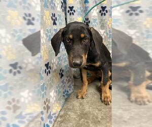 Medium Photo #3 Doberman Pinscher-Unknown Mix Puppy For Sale in Rosenberg, TX, USA