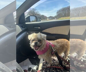 Shih Tzu-Unknown Mix Dogs for adoption in Cranston, RI, USA